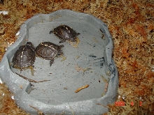 three baby Eastern box